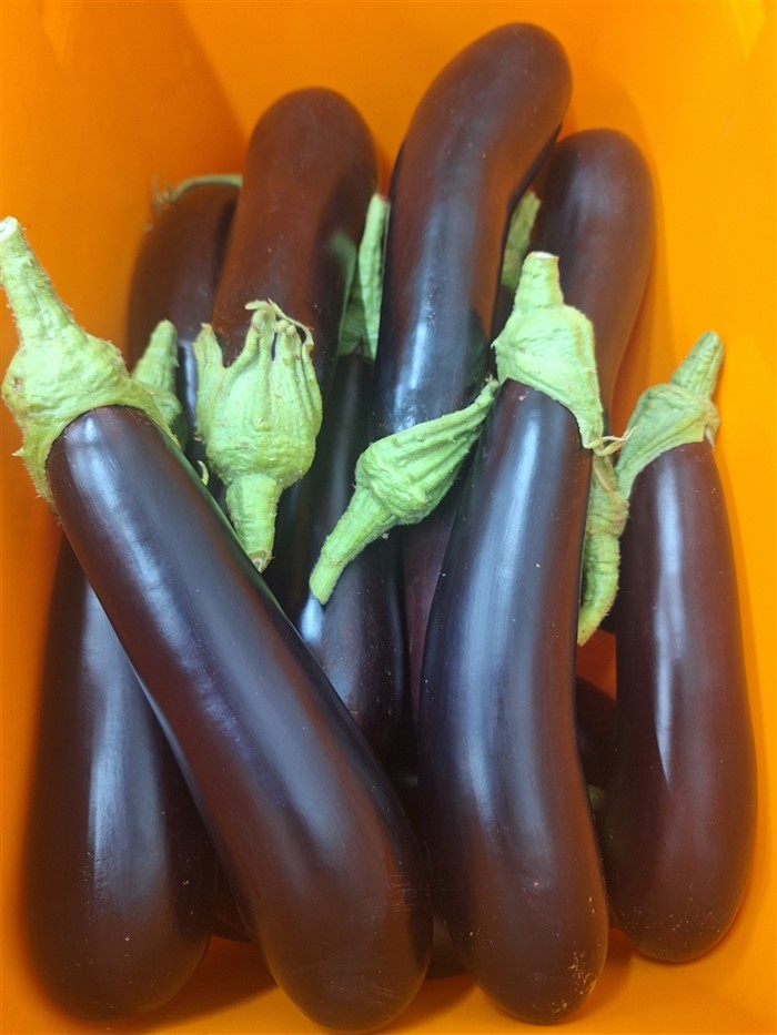 Image Gallery - Eggplant