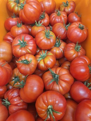 Innovation Park - Heirloom Beefsteak Tomato